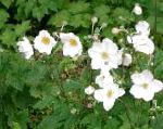 Анемона осеннецветущая, садовые цветы, белый