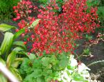 Гейхера кроваво-красная , садовые цветы