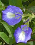 Клитория тернатская, садовые цветы, синий