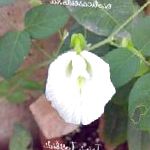 Клитория тернатская, садовые цветы, белый