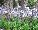 Агапантус африканский, садовые цветы, голубой