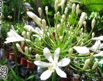 Агапантус африканский, садовые цветы, белый