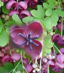 Акебия (Шоколадная лиана), садовые цветы, фиолетовый