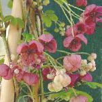 Акебия (Шоколадная лиана), садовые цветы, бордовый