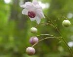 Анемонопсис крупнолистный, садовые цветы