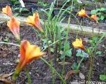 Габрантус , садовые цветы, оранжевый