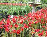 Родофиала, садовые цветы, красный