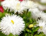 Астра новоанглийская, садовые цветы, белый