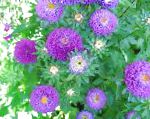 Астра однолетняя (Каллистефус), садовые цветы, фиолетовый