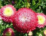 Астра однолетняя (Каллистефус), садовые цветы, красный