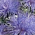 Астра однолетняя (Каллистефус), садовые цветы, синий