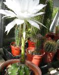 Эхинопсисы, суккуленты и кактусы, белый