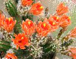 Эхиноцереус, суккуленты и кактусы, оранжевый
