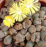 Литопсы (Живые камни), суккуленты и кактусы, желтый