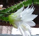 Гелиоцереус , суккуленты и кактусы, белый