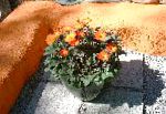 Арктотис, цветы для балкона, оранжевый