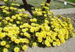 Арктотис, цветы для балкона, желтый