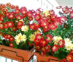 Хризантема , цветы для балкона, красный