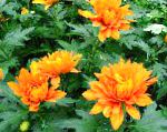 Хризантема , цветы для балкона, оранжевый