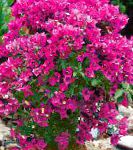 Арека (Бугенвиллия) , цветы для балкона, розовый