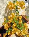 Арека (Бугенвиллия) , цветы для балкона, желтый