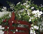 Арека (Бугенвиллия) , цветы для балкона, белый