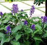 Дихоризандра, цветы для балкона, фиолетовый