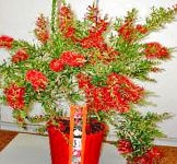 Каллистемон (Краснотычинник), цветы для балкона, красный