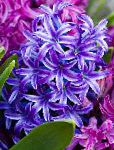 Гиацинт , цветы для балкона, синий