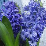 Гиацинт , цветы для балкона, голубой