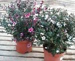 Лептоспермум, цветы для балкона, розовый