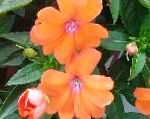 Бальзамин, цветы для балкона, оранжевый