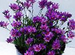 Бабиана , цветы для балкона, фиолетовый