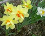 Нарцисс, цветы для балкона, желтый