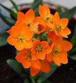 Птицемлечник, цветы для балкона, оранжевый