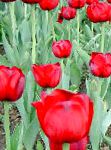 Тюльпан , цветы для балкона, красный