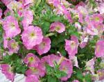 Фортуния (гибрид Петунии), цветы для балкона, розовый