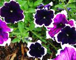Фортуния (гибрид Петунии), цветы для балкона, фиолетовый