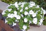 Фортуния (гибрид Петунии), цветы для балкона, белый