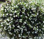 Бакопа (Сутера), цветы для балкона, белый