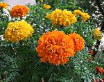 Бархатцы, цветы для балкона, оранжевый