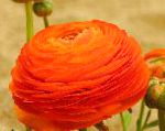 Ранункулюс (Лютик азиатский), цветы для балкона, красный