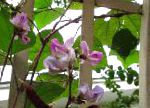 Долихос обыкновенный (гиацинтовые бобы), цветы для балкона, сиреневый