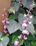 Долихос обыкновенный (гиацинтовые бобы), цветы для балкона, розовый