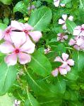 Катарантус (Барвинок розовый), цветы для балкона, розовый