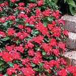 Катарантус (Барвинок розовый), цветы для балкона, красный
