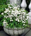 Пиретрум девичий (Танацетум, Матрикария, Хризантема девичья) , цветы для балкона, белый