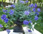 Вербена , цветы для балкона, синий
