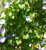 Вьюнок (Ипомея), цветы для балкона, голубой
