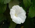 Вьюнок (Ипомея), цветы для балкона, белый